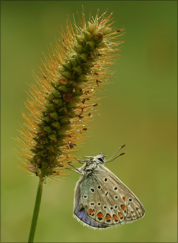 " Gemeiner Bläuling " ( Polyommatus icarus