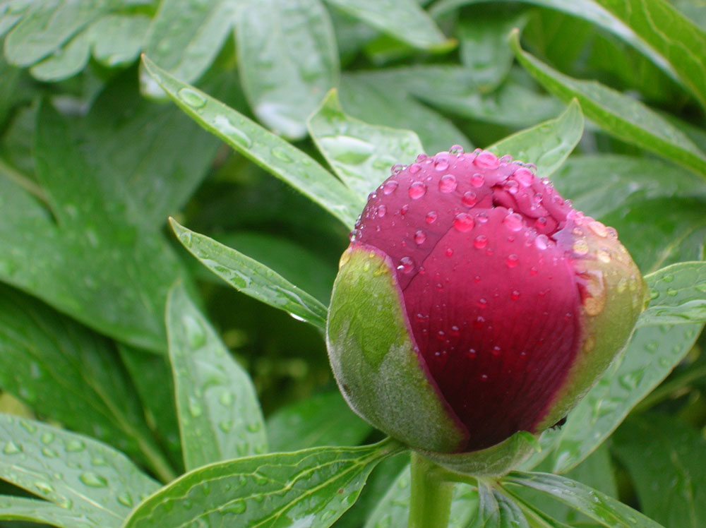 Eine schöne geschlossende Blüte - ND