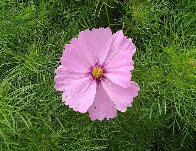 kleine rosa Schönheit KD