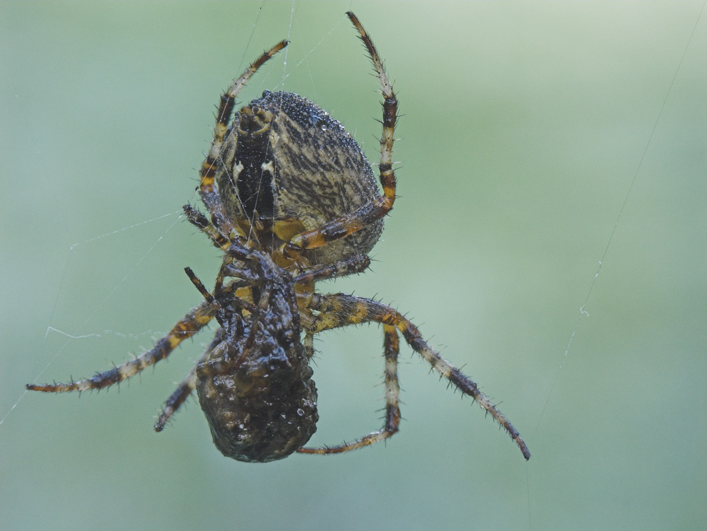 Gartenkreuzspinne ND :     	Naturdokument nicht arrangiert oder manipuliert