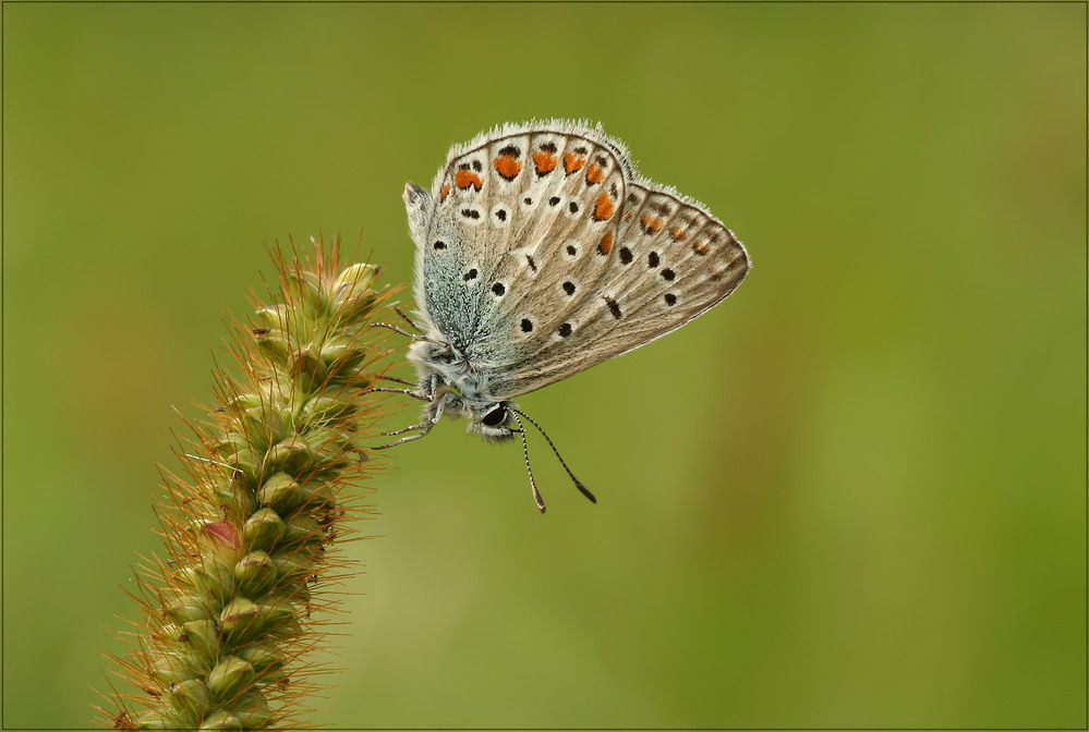 " Gemeiner Bläuling " ( Polyommatus icarus)