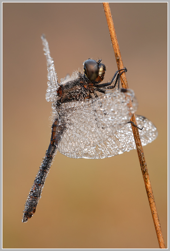 Schwarze Heidelibelle (Sympetrum danae)