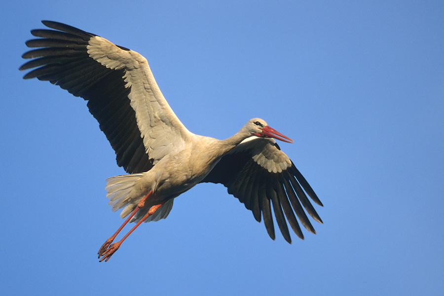 Weißstorch