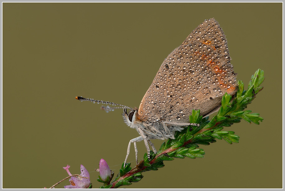 Kleiner Feuerfalter (Lycaena phlaeas)