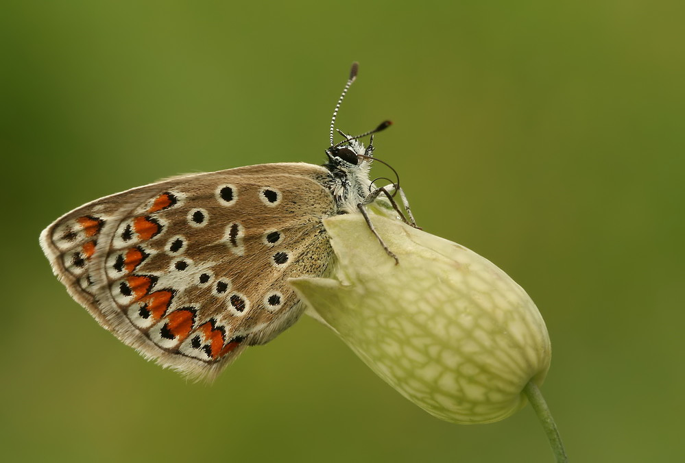 " Gemeiner Bläuling " ( Polyommatus icarus)