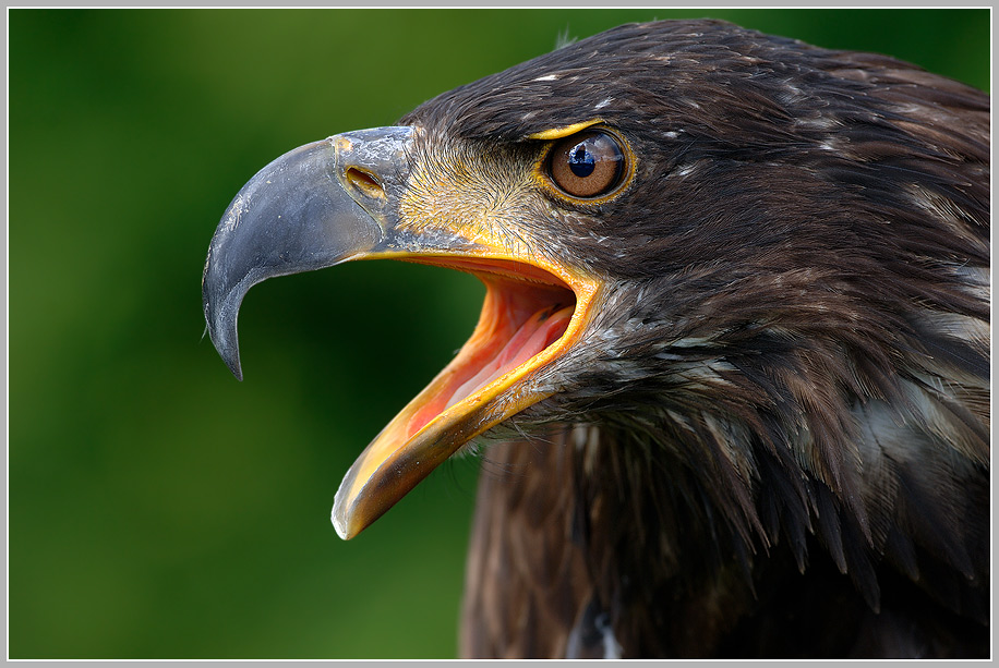 Weisskopfseeadler Jungtier (Haliaeetus leucocephalus)