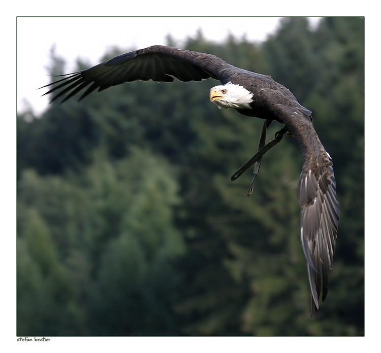 Weisskopfseeadler