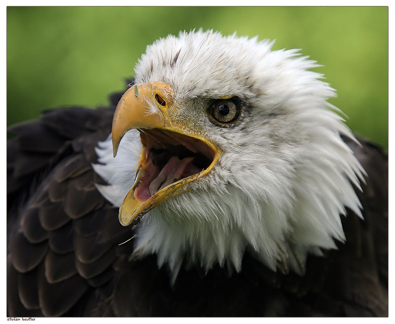 Weisskopfseeadler