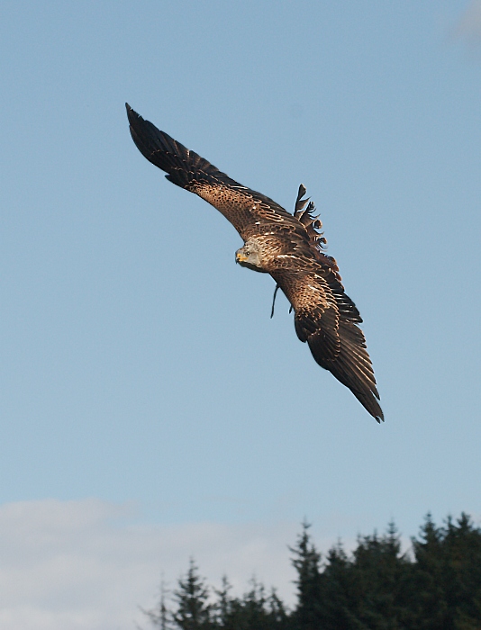 Rotmilan im Flug