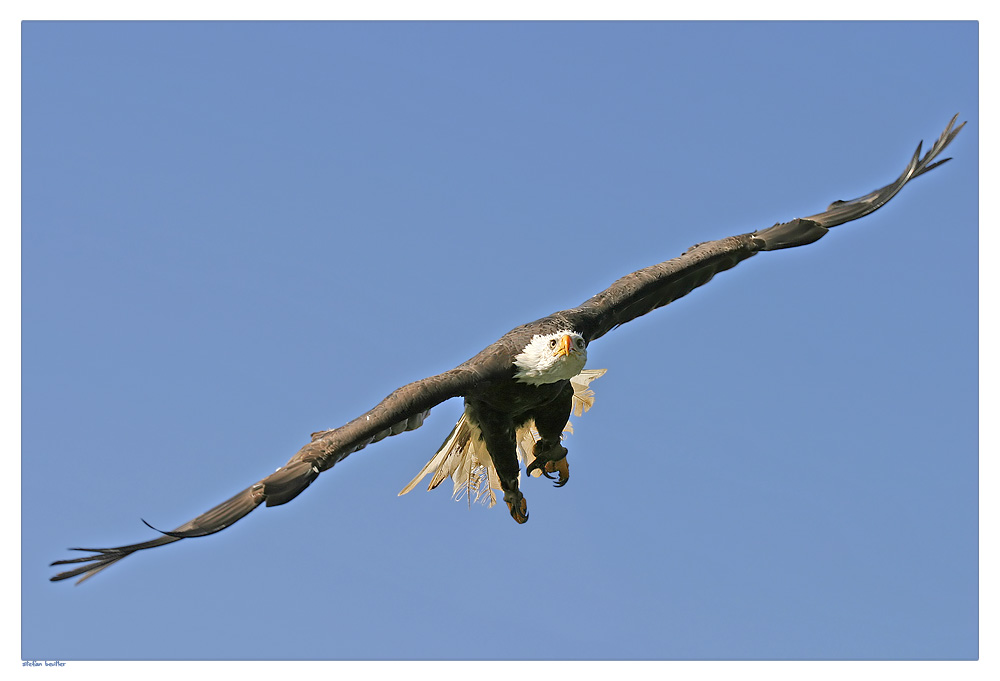 Weißkopfseeadler