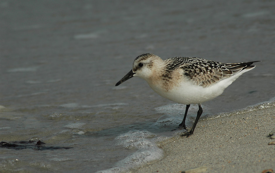 Sanderling