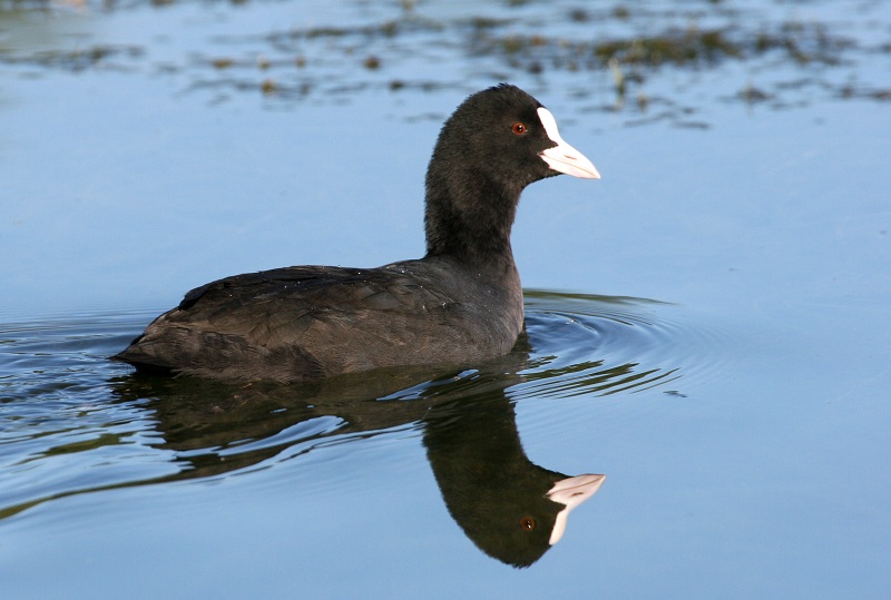 Blässralle (ND)