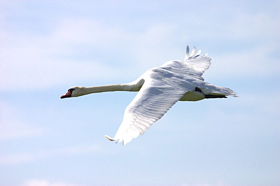 ND: Schwan im Vorbeiflüg