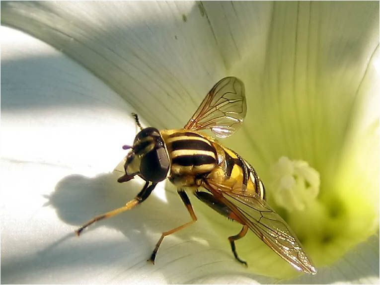 Sumpfschwebefliege ND