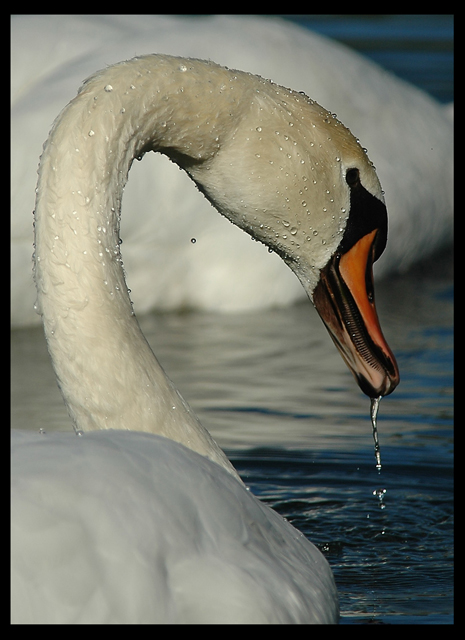 Auftauchender Schwan (Cygnus olor) II