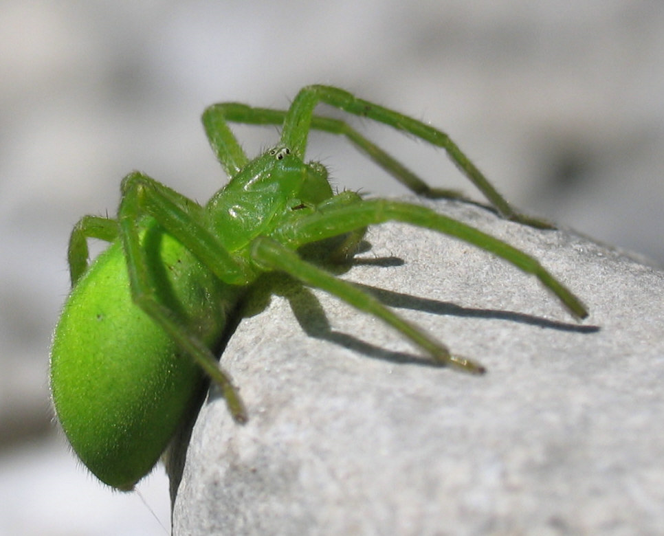 Grüne Huschspinne ND