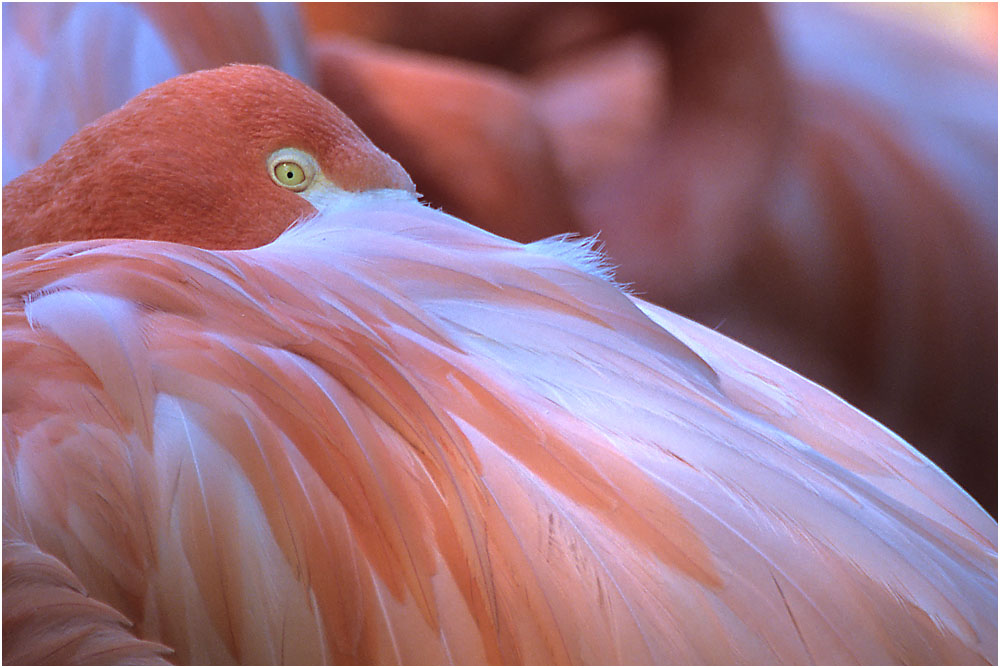 Rosa Flamingo ZO