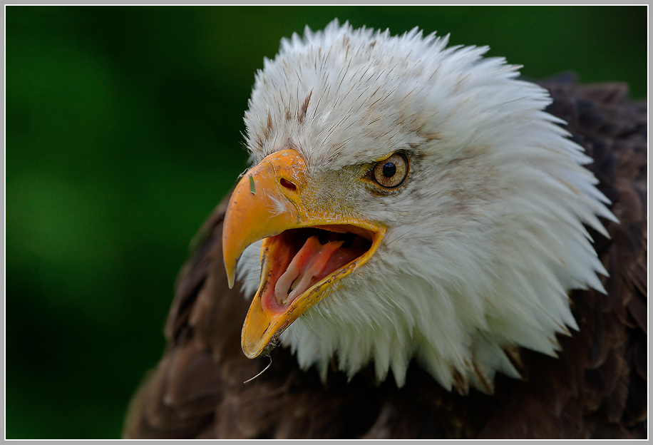 Weisskopfseeadler (Haliaeetus leucocephalus)