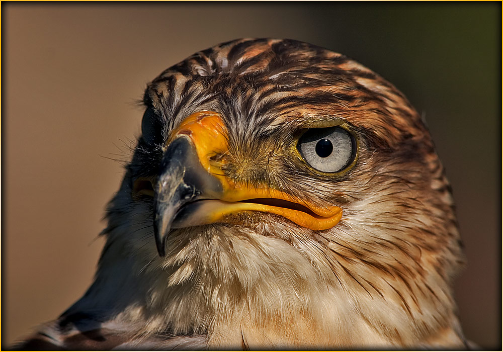 Raufußbussard [Buteo lagopus] ZO