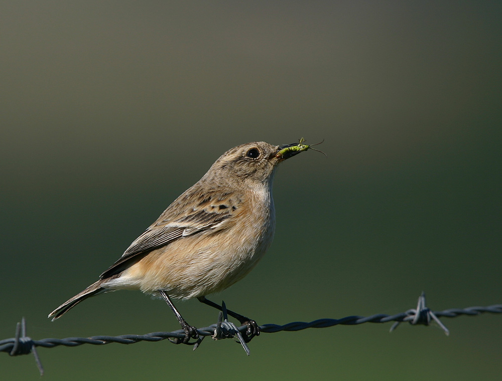 Schwarzkelchenweibchen mit Beute