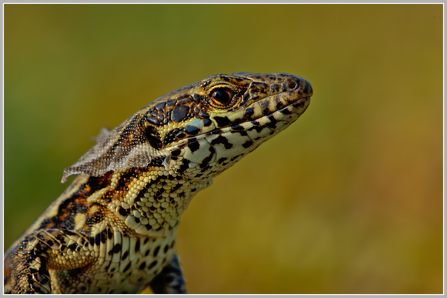 Mauereidechse (Podarcis muralis sp.)