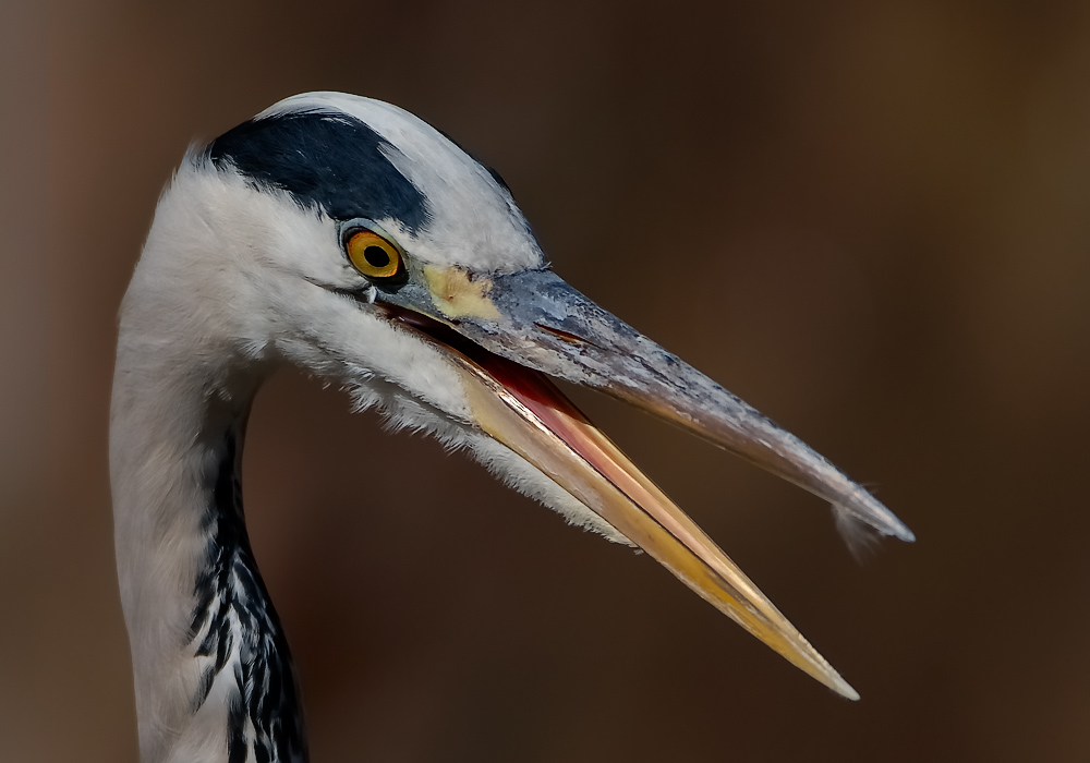 Graureiherportrait