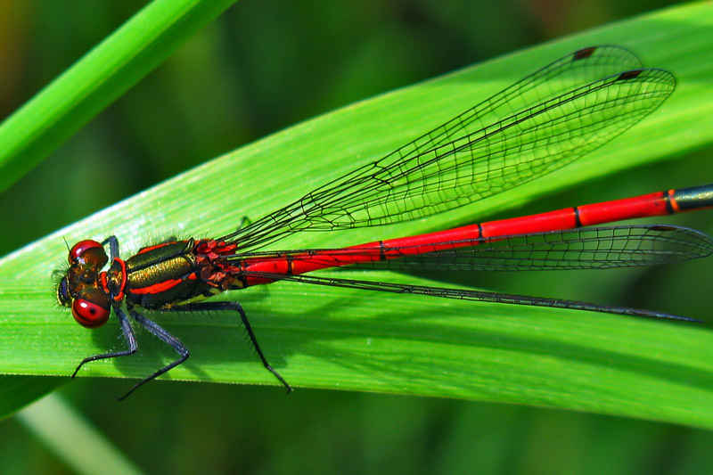 rote Libelle ND