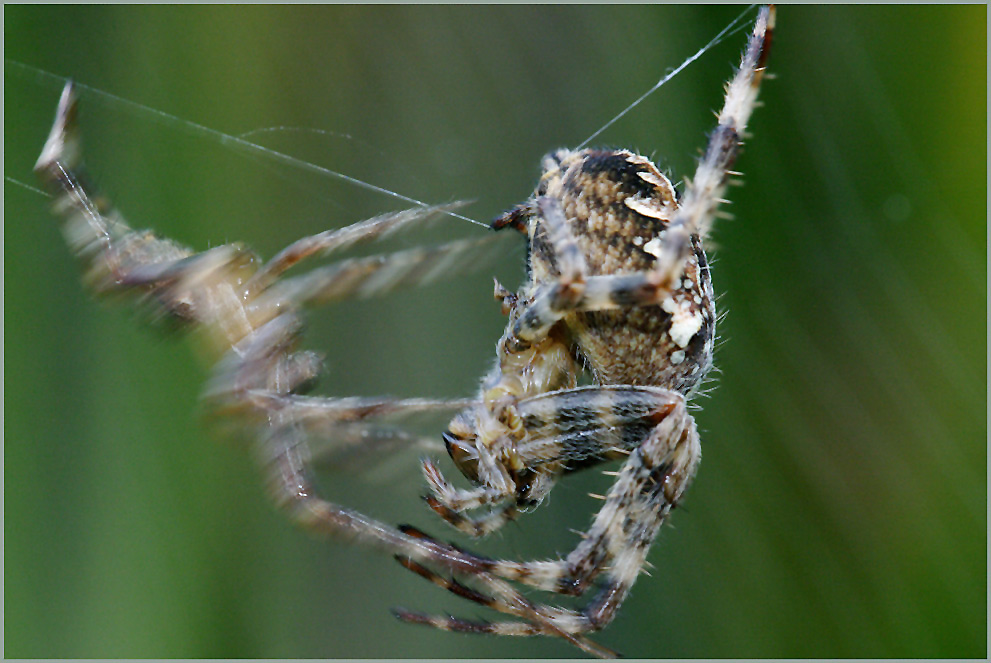 Spinnenkampf