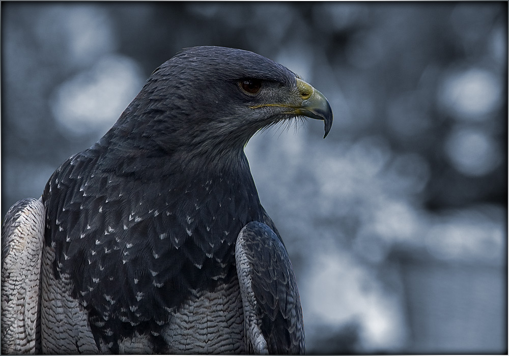 Blaubussard ZO
