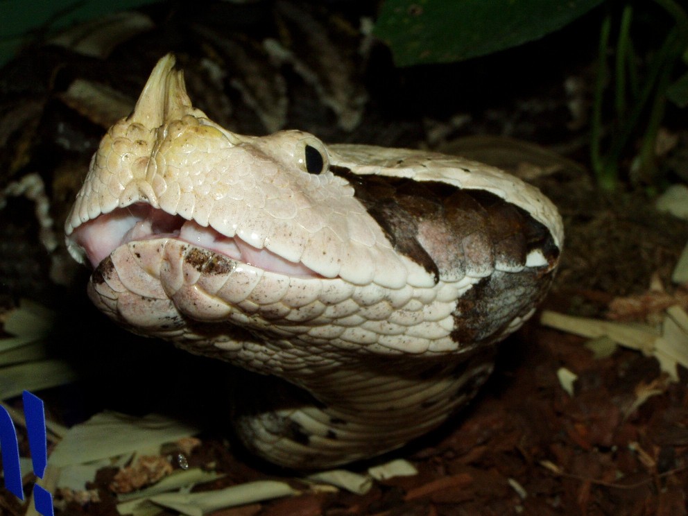 Bitis gabonica rhinoceros ZO