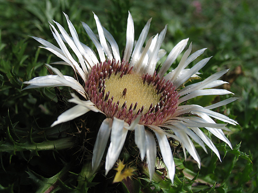 Silberdistel ND