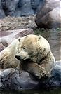 Eisbär