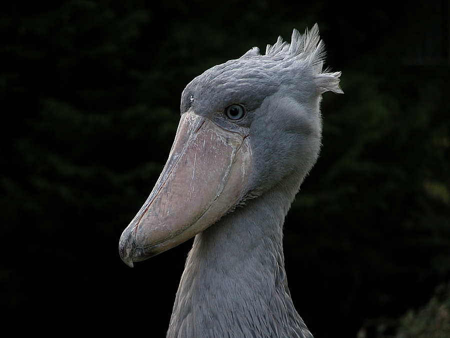 Schuhschnabel Portrait ZO