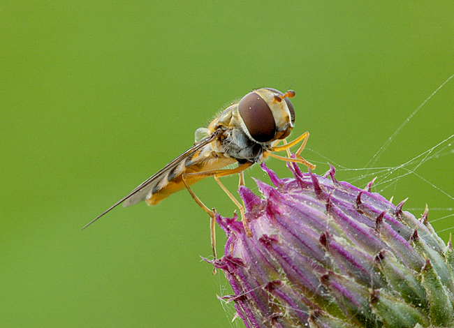 Hain-Schwebfliege  ND