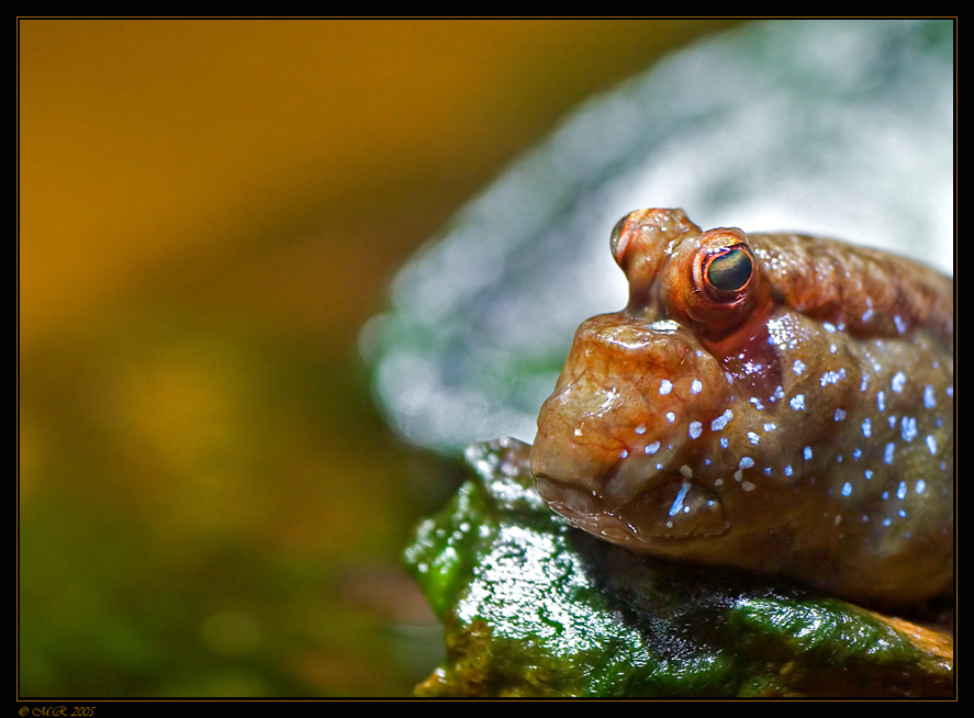 Schlammspringer ( Periophthalmidae )