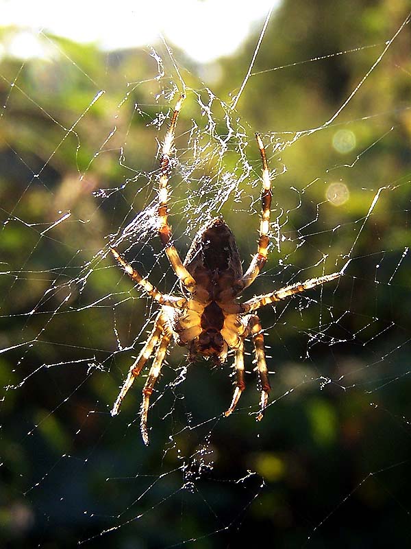 Kreuzspinne im Gegenlicht