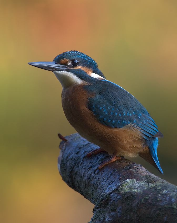 Eisvogel ND