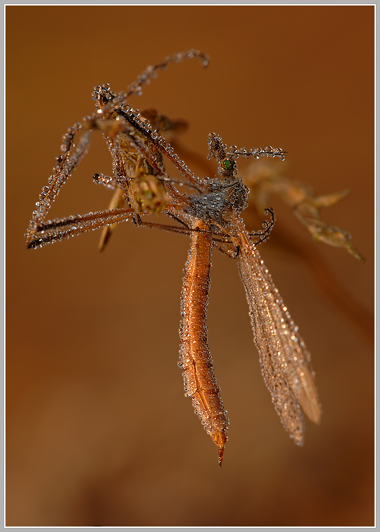 Wiesenschnake mit Morgentau