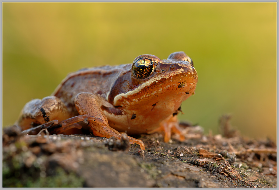 Springfrosch (Rana dalmatina)