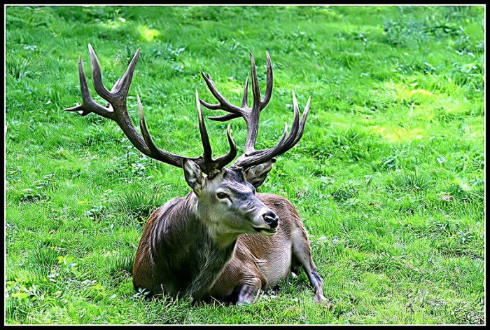 EBV   ZO  Hirsch