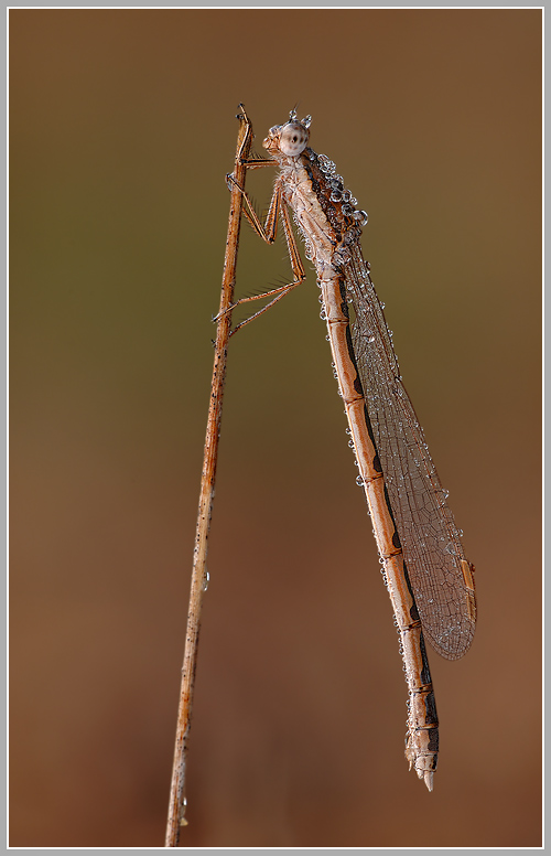 Gemeine Winterlibelle (Sympecma fusca)
