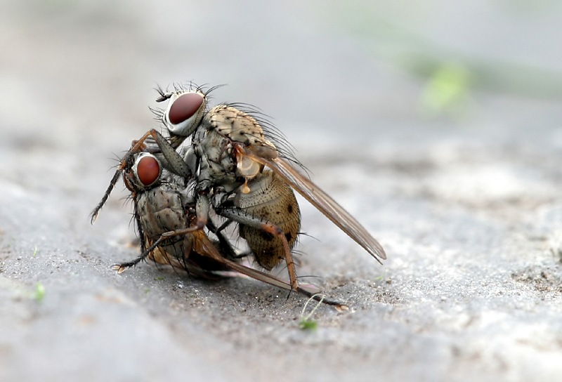 Fliegenkampf