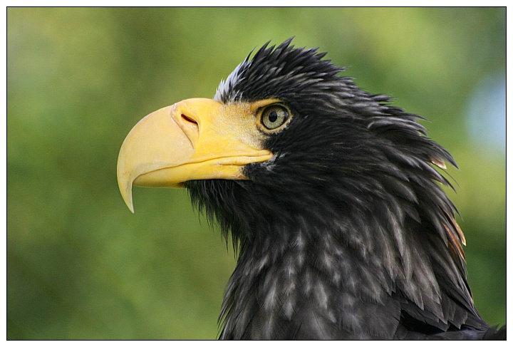 Riesenseeadler - ZO
