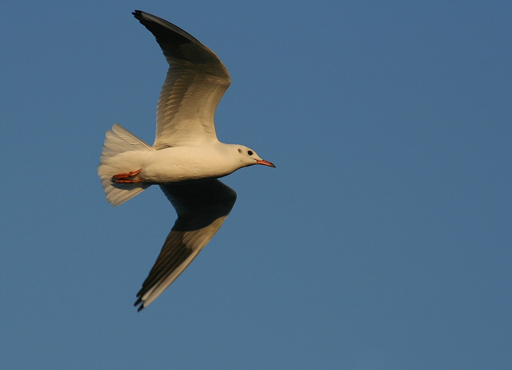 ND. Möwe
