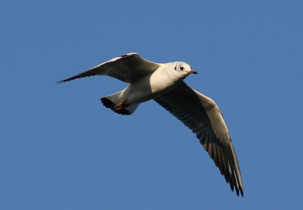 ND Möwe