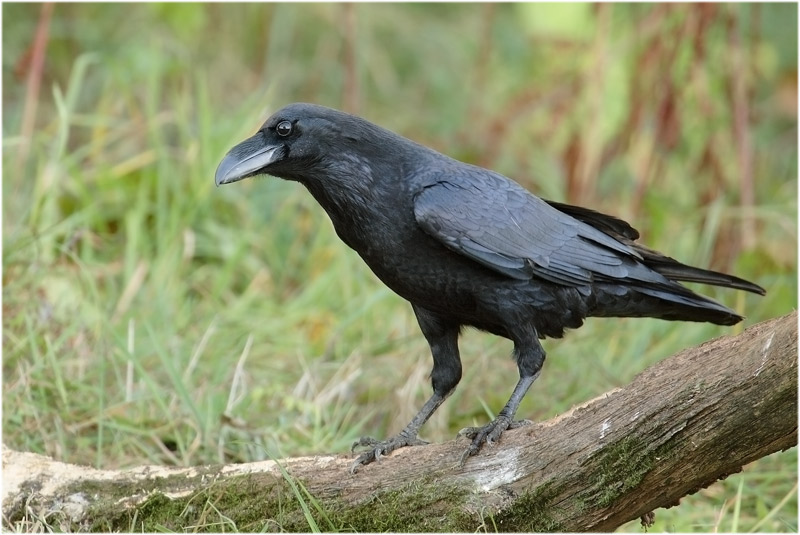 Kolkrabe...nicht so selten wie ein... ND