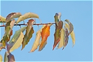 Blätter im Herbst II