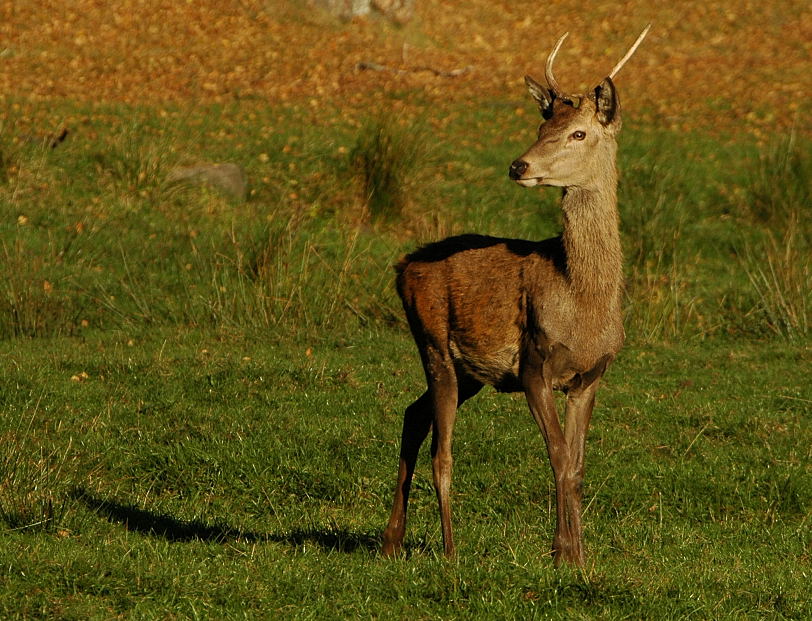 Bock...Zoo