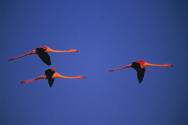 Fliegende Flamingos im Abendlicht ND