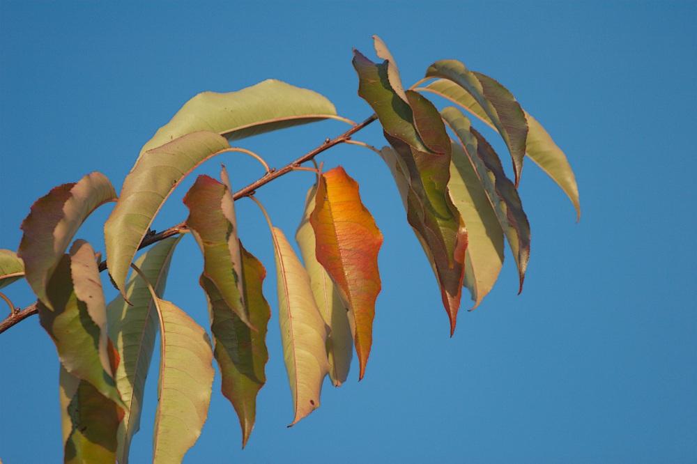 Blätter im Herbst III